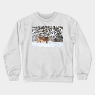 Young White-tailed Buck in snow Crewneck Sweatshirt